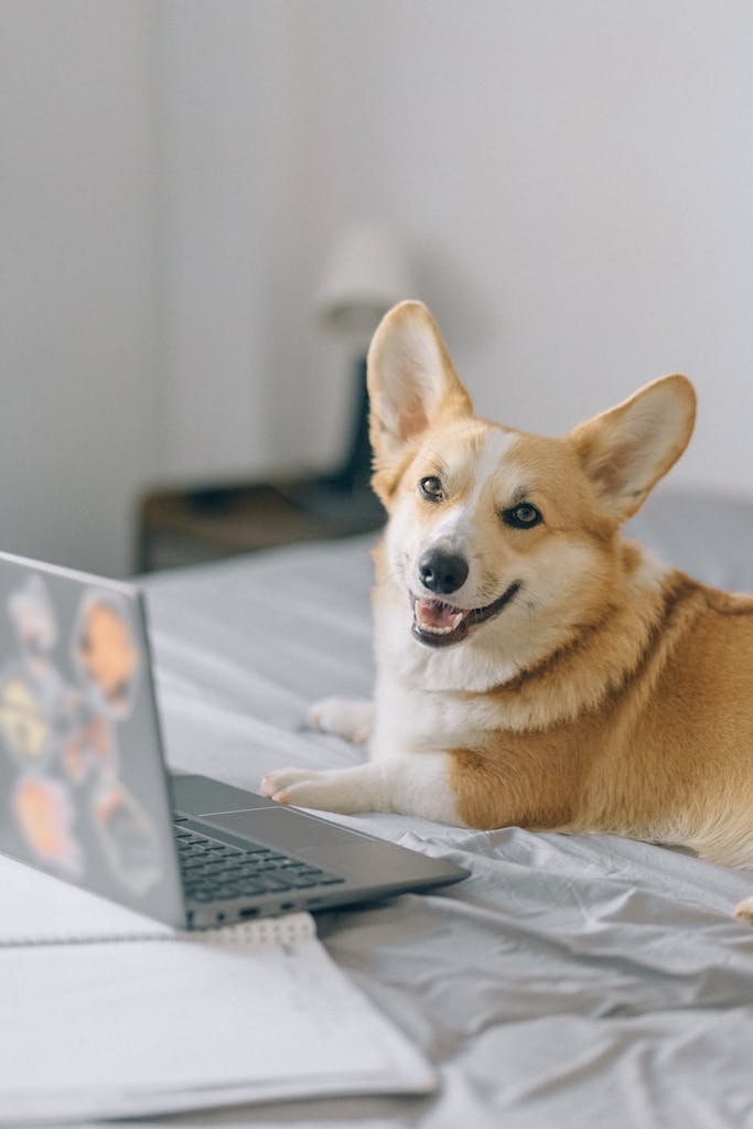 Adorable corgi relaxing indoors next to a laptop on a bed, looking directly at the camera.